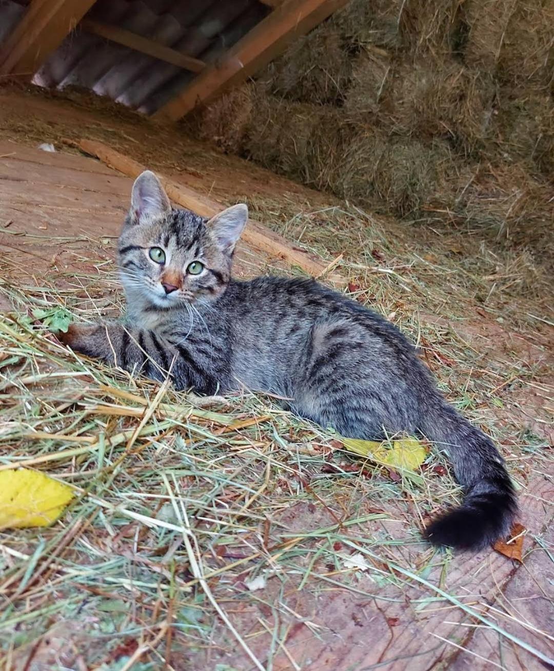 Mala Farma Nani Villa Visoko Kültér fotó